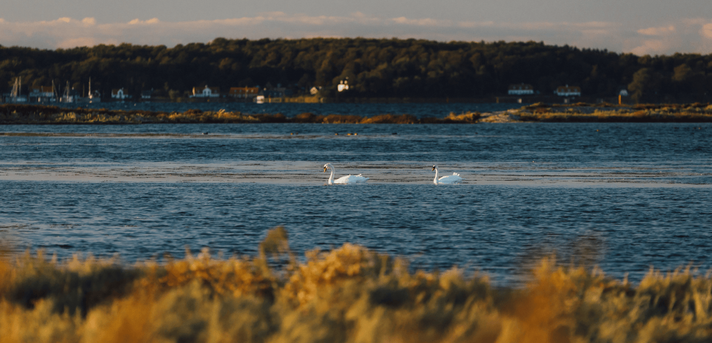To svaner svømmer i en sø på Avernakø med Dyreborg i baggrunden